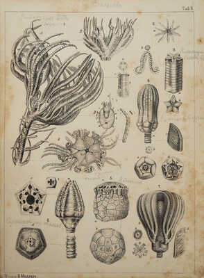 Конволют из двух атласов к курсу палеонтологии: